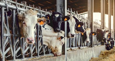 BVA reflects on Animal Welfare Strategy